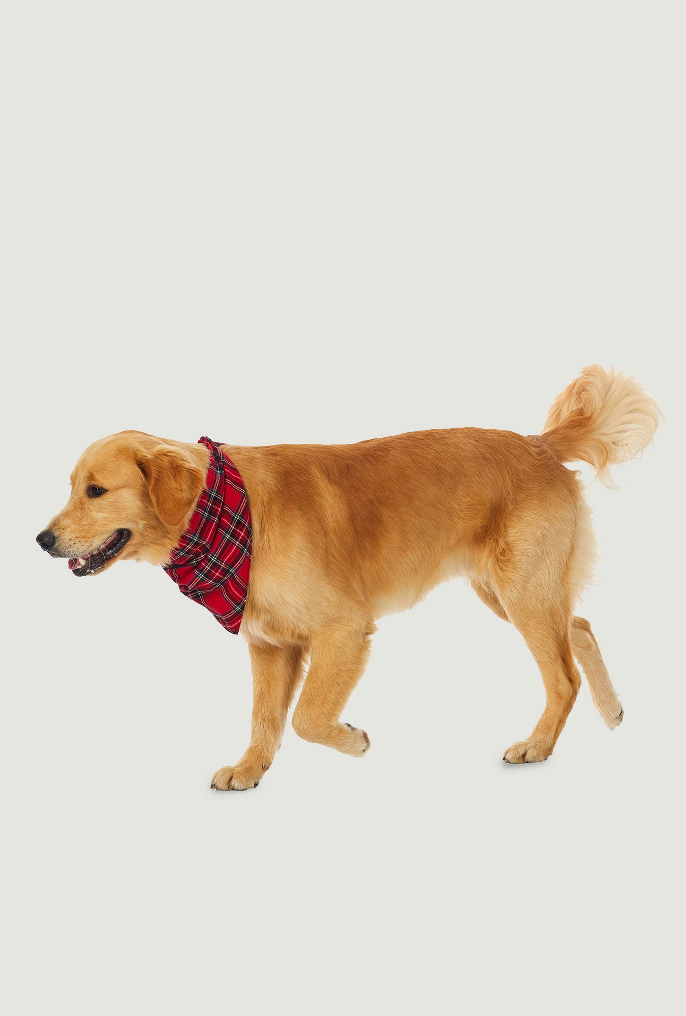 A dog wearing a red tartan bandana.