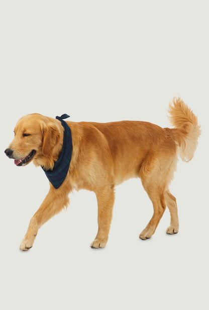 A dog wearing a black watch plaid bandana.