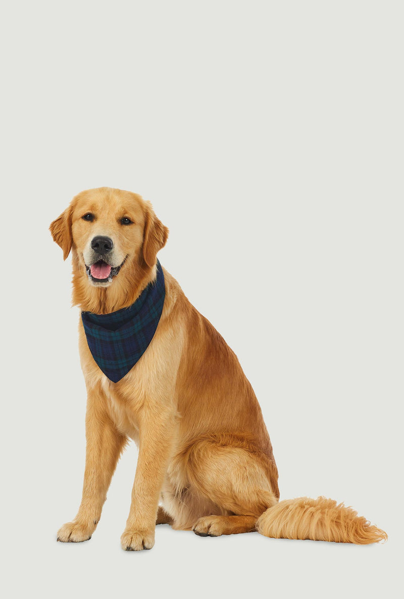 A dog wearing a black watch plaid bandana.